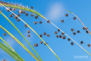 Broad-headed bark spiderlings (Caerostris sp.) - DSC_3527