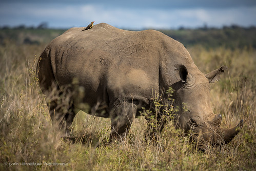 2017 africa eastafrica kenya nairobi nairobinationalpark rhino ngc blackrhino wildlife wildlifephotography