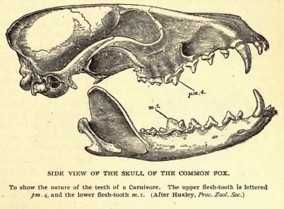 Skull of a northern red fox. From The New Natural History (c1901), by Richard Lydekker - Volume: 1.