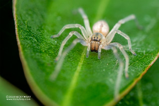 Sac spider (Cheiracanthium sp.) - DSC_5613