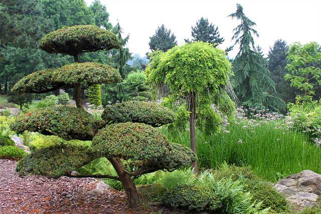 tree in japanese garden
