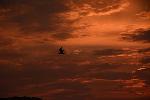 sunset clouds seagull bird longisland color orange summer nikonphotography nikon nikond5200 stocklense silhouette