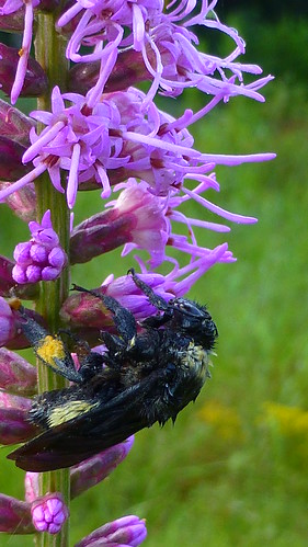 bee blazingstar critter pollinator