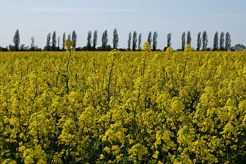 england british britain gb uk crops field nature essex yellow tree