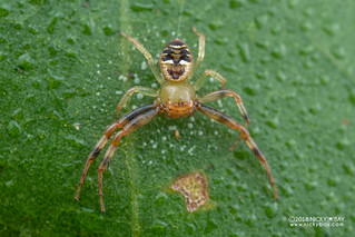 Crab spider (Synema mandibulare) - DSC_6216