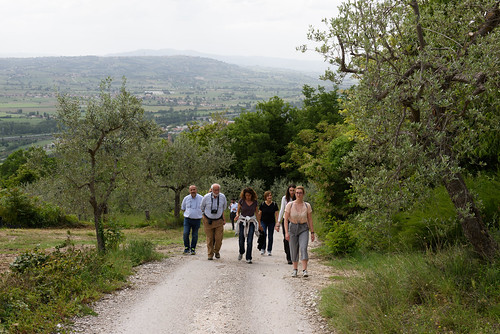 Fascia di ulivi tra Assisi e Spoleto