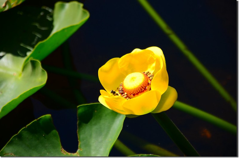 Yellow Water Lily (1)