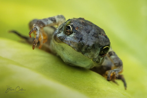 animal macro amphibian frog toad toadlet pond water migrate migration small tiny closeup easternamericantoadlet bokeh lake