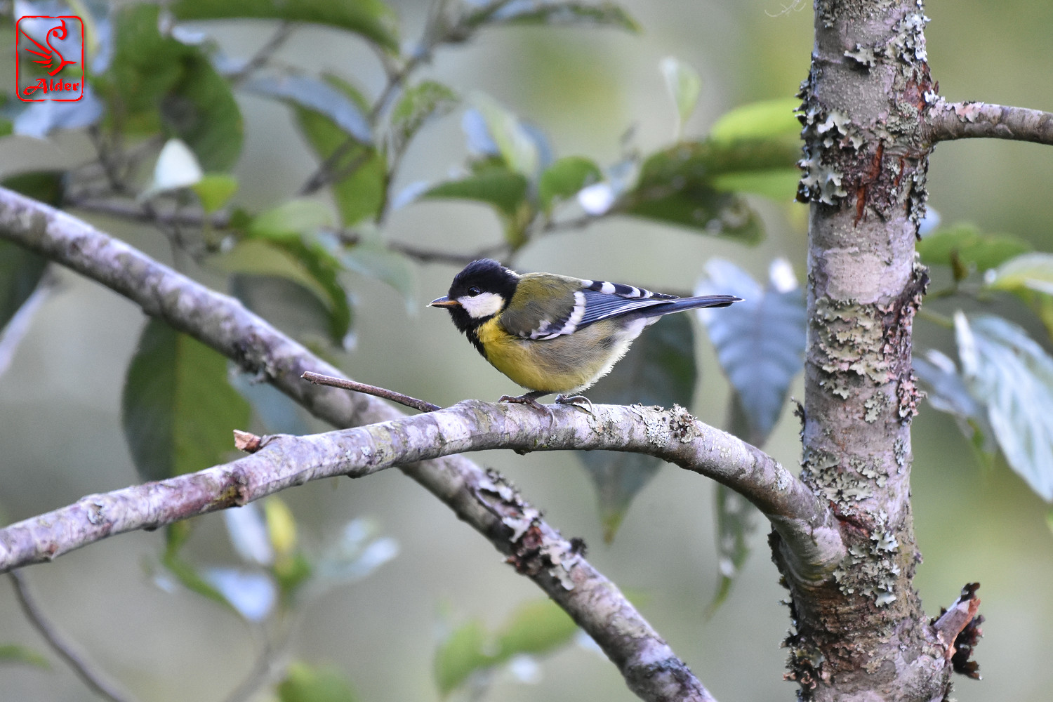 Green-backed_Tit_9405