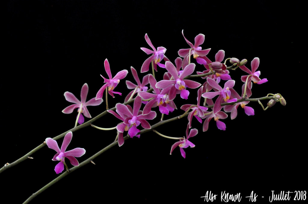 Phalaenopsis Braquestris Melmi (honghenensis x equestris) - Page 2 43423158621_c485f557b2_b