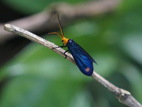 saliuncaspec moth insect fauna bayelsastate nigeria nigerdelta westafrica koroama koroamaforest zygaenidaespec