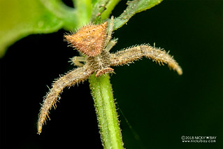 Hairy crab spider (Thomisus granulatus) - DSC_5490