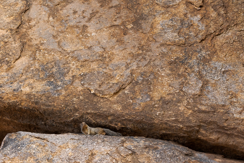 An environmental portrait of a rock squirrel between two massive granite rocks at Tom's Thumb in McDowell Sonoran Preserve
