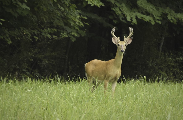 buck deer_DSC0226-Edit