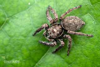 Jumping spider (Icius sp.) - DSC_5007