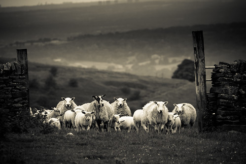 animal derbyshire field landscape mammal sheep wool boroughofcolchester england unitedkingdom gb