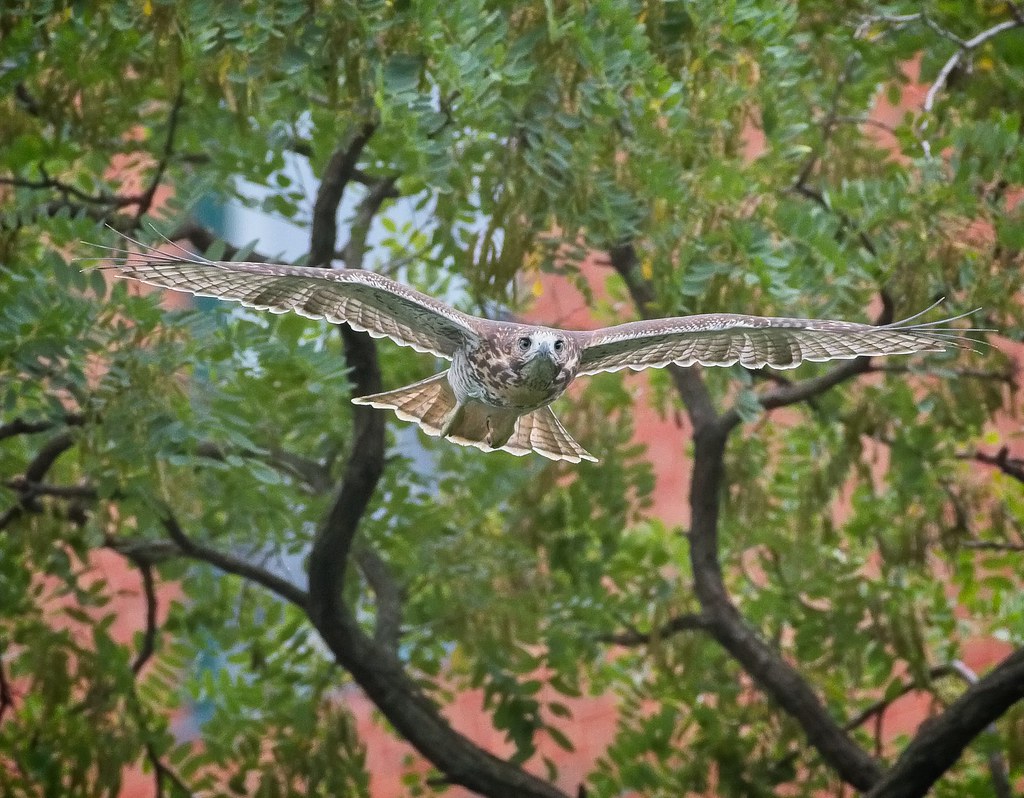Tompkins red-tail fledgling A1