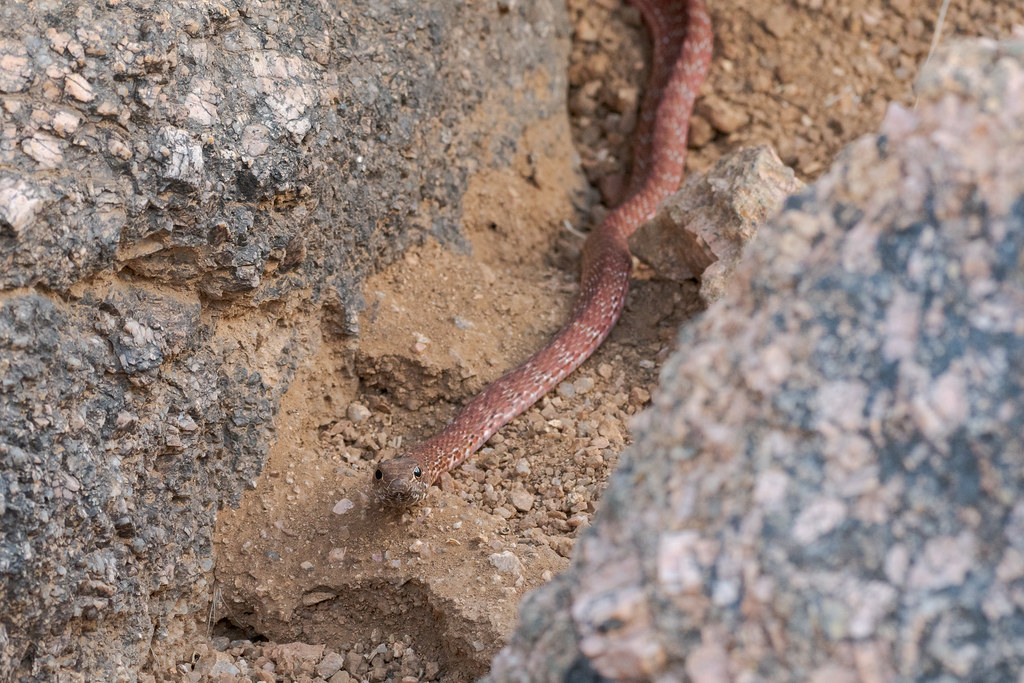 The red racer variety of coachwhip between rocks