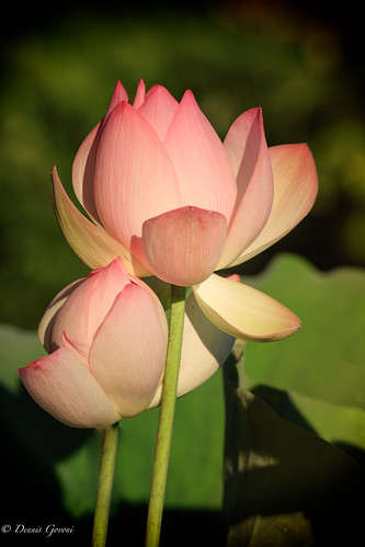 dc flower lotus washington background kenilworthaquaticgardens macro summer sunrise districtofcolumbia unitedstates us