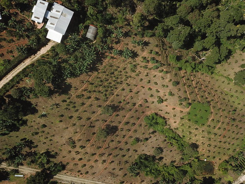 permatree tropicalpermaculture ecuador zamorachinchipe permaculture organic amazonico drone