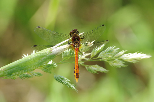 cambridgeshire nature wild wildlife woodwaltonfen ruddydarter dragonfly insect sympetrumsanguineum