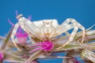 Crab spider (Thomisus daradioides) - DSC_6332