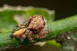 Jumping spider (Hyllus sp.) - DSC_6309