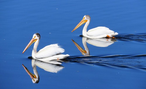 colorado swa statewildlifearea tarryall reservoir lake water americanwhitepelicans birds pelicans parkcounty southpark americanwhitepelican pelican reflection coloradoparkswildlife summer