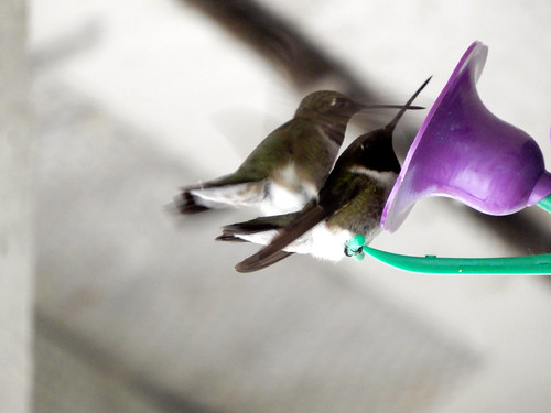 blackchinnedhummingbirds crestonvalleywildlifemanagementarea ramsarconvention
