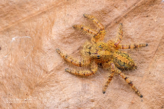 Jumping spider (Hyllus cf. treleaveny) - DSC_5389