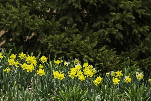 tomclarknet tacphotography flowers dowgardens midland daffodils