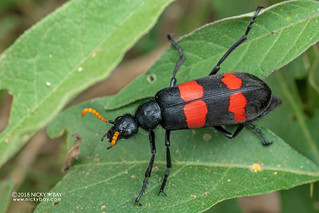 Blister beetle (Hycleus cf. bifasciatus / cf. Mylabris bifasciata) - DSC_5214