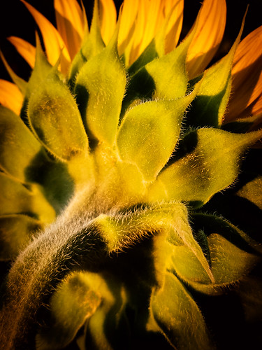 flower sunflower cellphonephotography louisiana bossier thegoldenhour goldenhour stem
