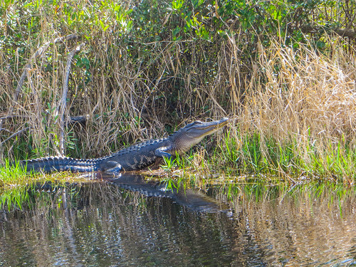 okefenokeswamp florida alligator