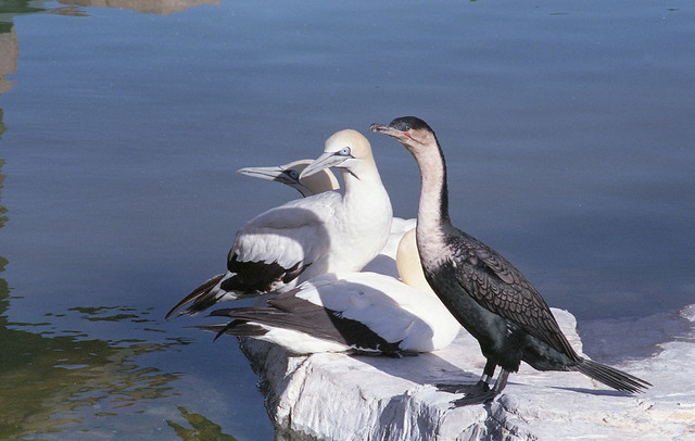 Gannets and Cormorants
