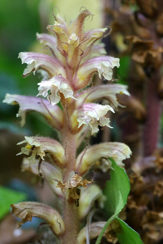 Ivy Broomrape Orobanche hederae