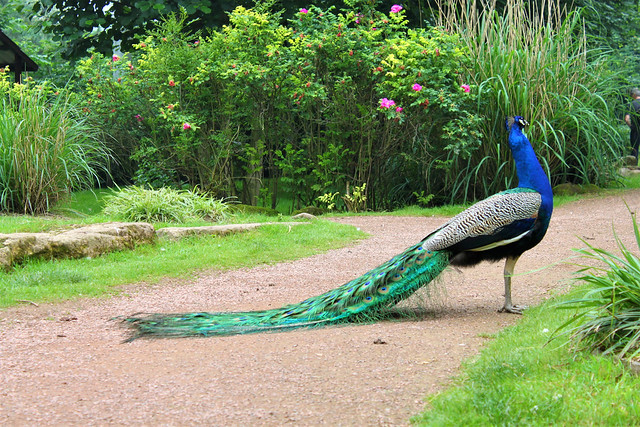 peacock in bird paradise