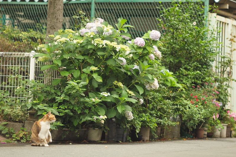 Leica Q池袋一丁目児童遊園の猫 虎白