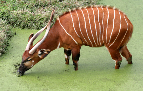 East African Bongo, Tragelaphus eurycerus isaaci, drinks from a swamp at the Jacksonville Zoo, Jacksonville, Florida, United States. Photo taken by Patricia Coin on December 27, 2007.