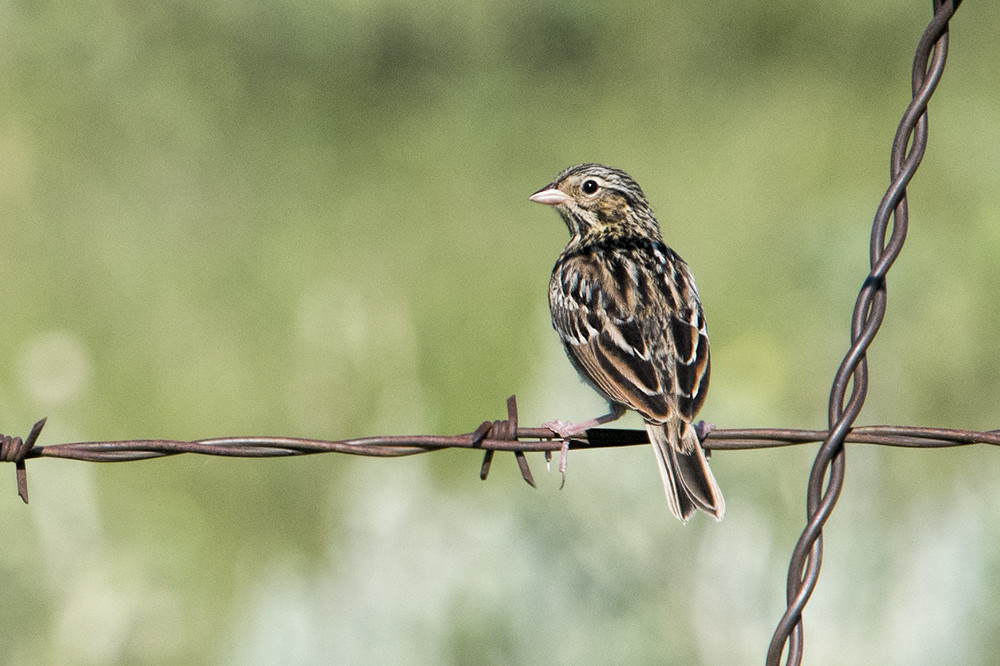 North Dakota: Vesper Sparrow on Wire