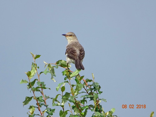 northernmockingbird beltzvillestatepark carboncounty pa sonyhx400v