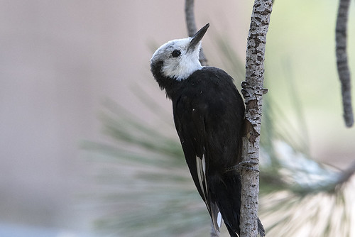 Chilao V.C.: White-headed Woodpecker