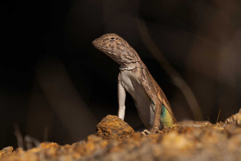 A zebra-tailed lizard raises its body off the ground, showing off his long legs and the coloring on his sides