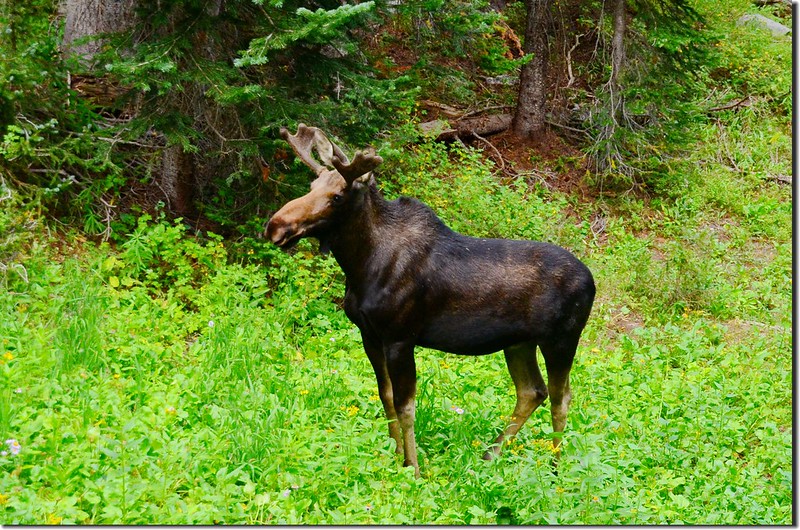 Moose at South Boulder Creek Trail (3)