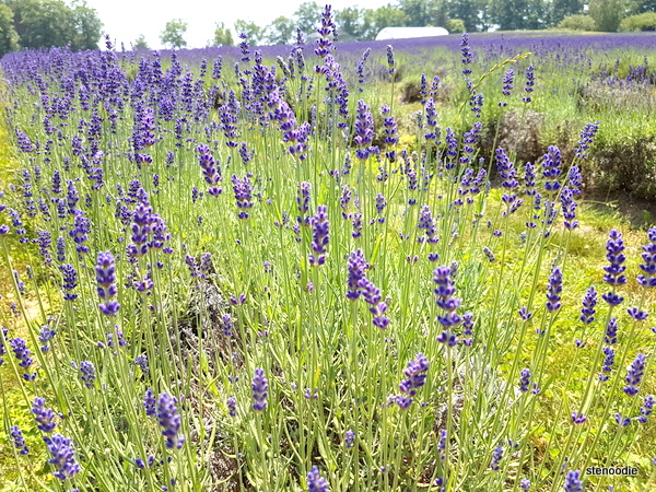 Laveanne Lavender Fields