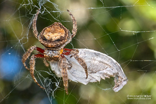 Broad-headed bark spider (Caerostris almae) - DSC_7172