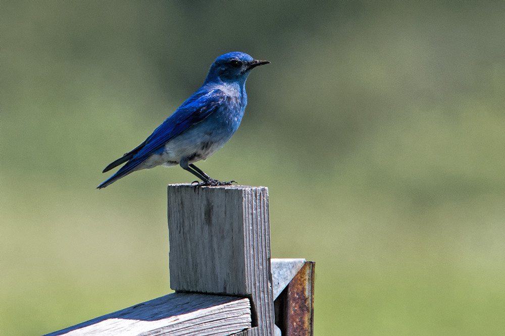 North Dakota: Mountain Bluebird on Nest Box