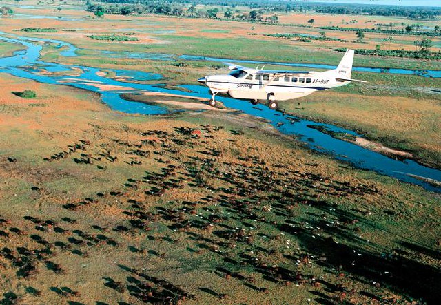 BOTSWANA, ZIMBABWE Y CATARATAS VICTORIA: Tras la Senda de los Elefantes - Blogs de Africa Sur - Parques Nacionales y reservas de Botswana: resumen y datos varios (14)