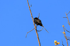 Amethyst sunbird