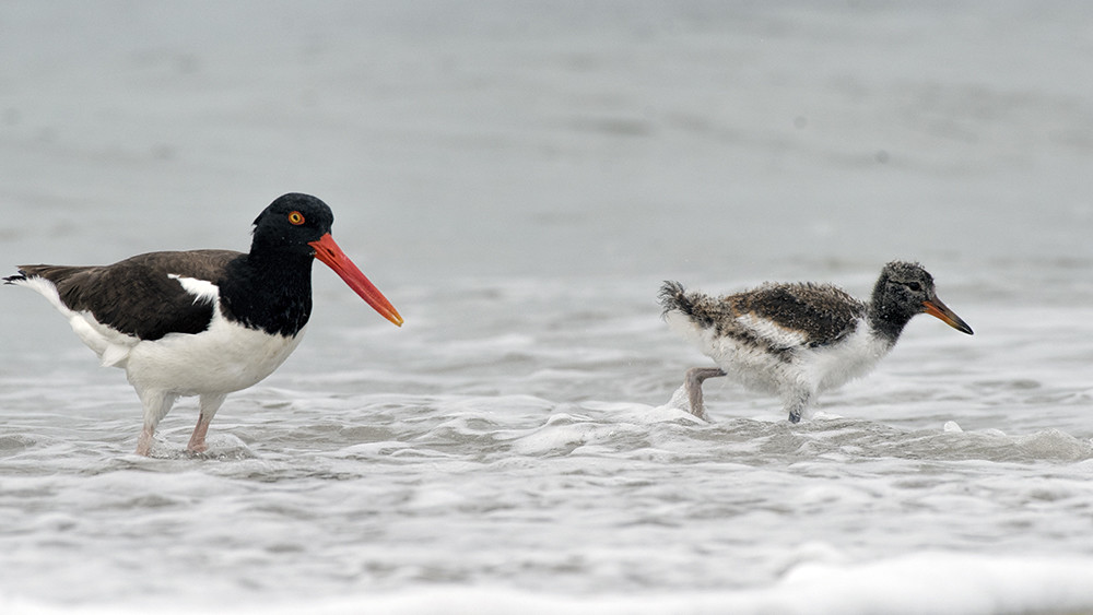 Nickerson Beach: American Oystercatchers in the Surf
